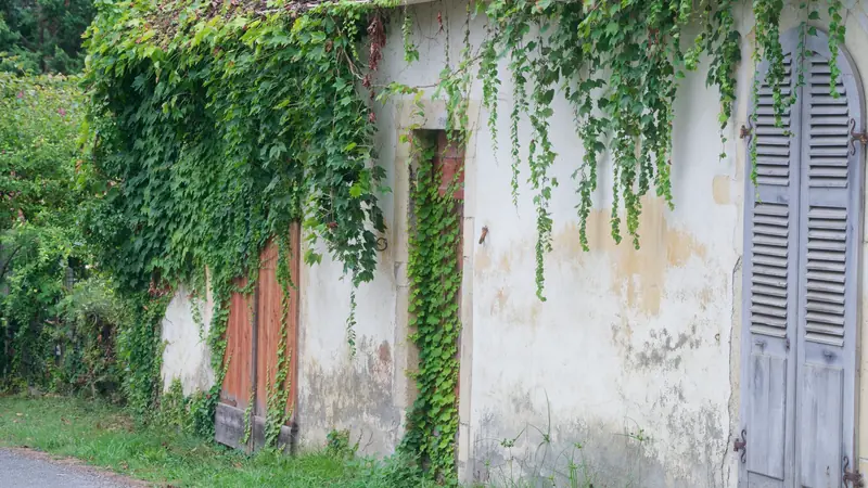 Façade ancienne couverte de vigne vierge, avec des volets persiennes en bois gris délavé et des portes en bois